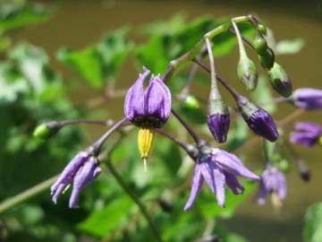 Fotografia da espécie Solanum dulcamara