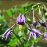 Fotografia 7 da espécie Solanum dulcamara do Jardim Botânico UTAD