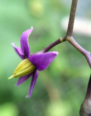 Fotografia 8 da espécie Solanum dulcamara no Jardim Botânico UTAD