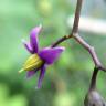 Fotografia 8 da espécie Solanum dulcamara do Jardim Botânico UTAD