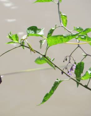 Fotografia 9 da espécie Solanum dulcamara no Jardim Botânico UTAD