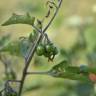 Fotografia 2 da espécie Solanum villosum do Jardim Botânico UTAD
