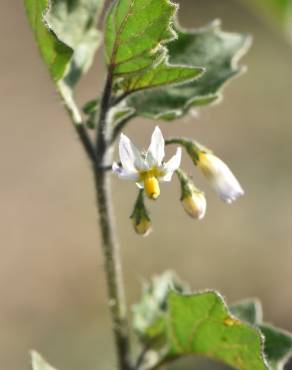 Fotografia 3 da espécie Solanum villosum no Jardim Botânico UTAD