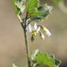 Fotografia 3 da espécie Solanum villosum do Jardim Botânico UTAD