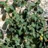 Fotografia 4 da espécie Solanum villosum do Jardim Botânico UTAD