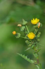 Fotografia da espécie Sonchus asper subesp. asper