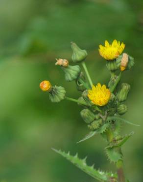 Fotografia 1 da espécie Sonchus asper subesp. asper no Jardim Botânico UTAD