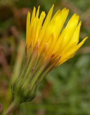 Fotografia 3 da espécie Sonchus asper subesp. asper no Jardim Botânico UTAD