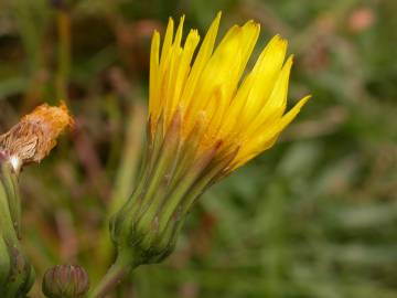 Fotografia da espécie Sonchus asper subesp. asper