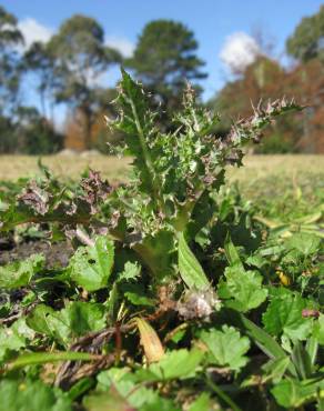 Fotografia 4 da espécie Sonchus asper subesp. asper no Jardim Botânico UTAD