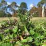 Fotografia 4 da espécie Sonchus asper subesp. asper do Jardim Botânico UTAD