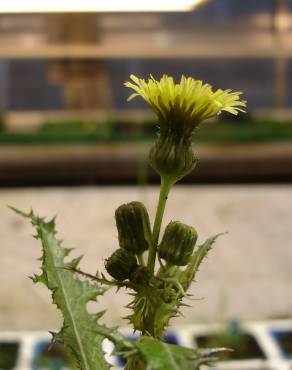 Fotografia 5 da espécie Sonchus asper subesp. asper no Jardim Botânico UTAD