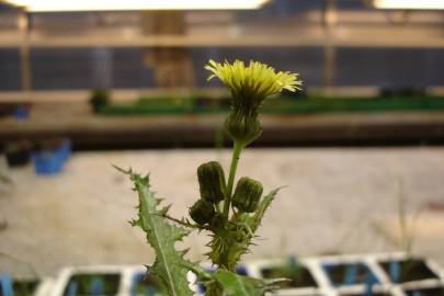 Fotografia da espécie Sonchus asper subesp. asper