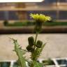 Fotografia 5 da espécie Sonchus asper subesp. asper do Jardim Botânico UTAD