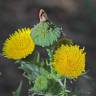 Fotografia 6 da espécie Sonchus asper subesp. asper do Jardim Botânico UTAD