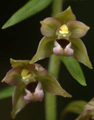 Epipactis helleborine