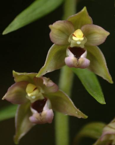 Fotografia de capa Epipactis helleborine - do Jardim Botânico