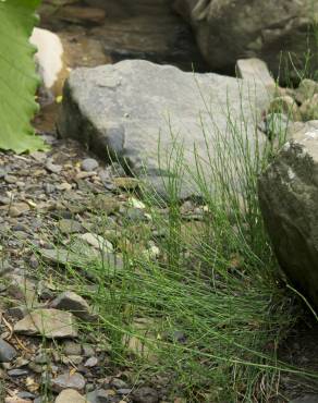 Fotografia 4 da espécie Equisetum ramosissimum no Jardim Botânico UTAD