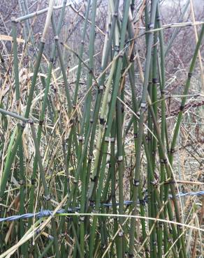 Fotografia 5 da espécie Equisetum ramosissimum no Jardim Botânico UTAD