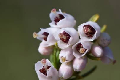 Fotografia da espécie Erica arborea