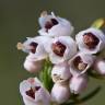 Fotografia 6 da espécie Erica arborea do Jardim Botânico UTAD