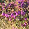 Fotografia 6 da espécie Erica cinerea do Jardim Botânico UTAD