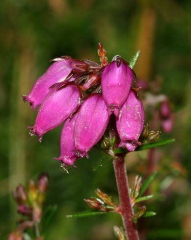 Fotografia de capa Erica cinerea - do Jardim Botânico