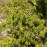 Fotografia 4 da espécie Juniperus oxycedrus subesp. oxycedrus do Jardim Botânico UTAD