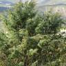 Fotografia 5 da espécie Juniperus oxycedrus subesp. oxycedrus do Jardim Botânico UTAD