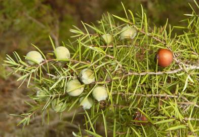 Fotografia da espécie Juniperus oxycedrus subesp. oxycedrus