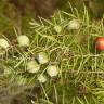 Fotografia 6 da espécie Juniperus oxycedrus subesp. oxycedrus do Jardim Botânico UTAD