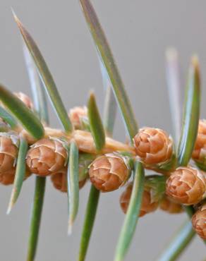 Fotografia 7 da espécie Juniperus oxycedrus subesp. oxycedrus no Jardim Botânico UTAD