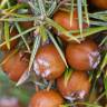 Fotografia 8 da espécie Juniperus oxycedrus subesp. oxycedrus do Jardim Botânico UTAD