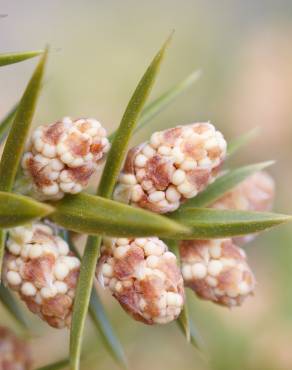 Fotografia 9 da espécie Juniperus oxycedrus subesp. oxycedrus no Jardim Botânico UTAD