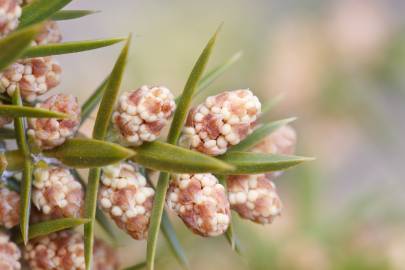 Fotografia da espécie Juniperus oxycedrus subesp. oxycedrus