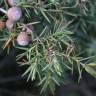 Fotografia 10 da espécie Juniperus oxycedrus subesp. oxycedrus do Jardim Botânico UTAD