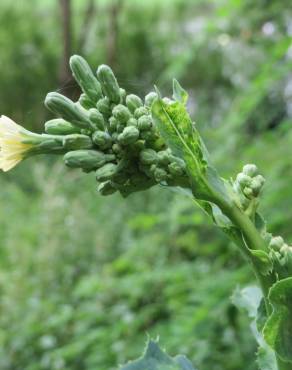 Fotografia 5 da espécie Lactuca serriola for. integrifolia no Jardim Botânico UTAD