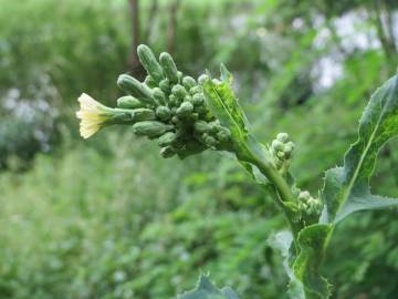 Fotografia da espécie Lactuca serriola for. integrifolia