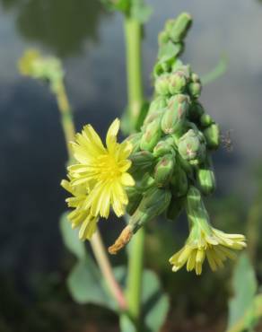 Fotografia 6 da espécie Lactuca serriola for. integrifolia no Jardim Botânico UTAD