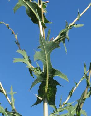 Fotografia 8 da espécie Lactuca serriola for. integrifolia no Jardim Botânico UTAD