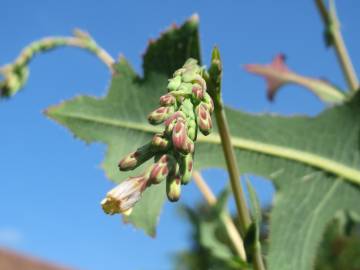 Fotografia da espécie Lactuca serriola for. integrifolia