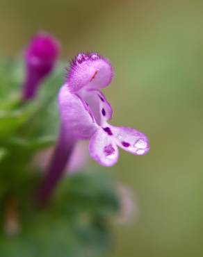 Fotografia 6 da espécie Lamium amplexicaule no Jardim Botânico UTAD