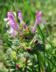 Lamium amplexicaule