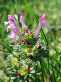 Fotografia da espécie Lamium amplexicaule