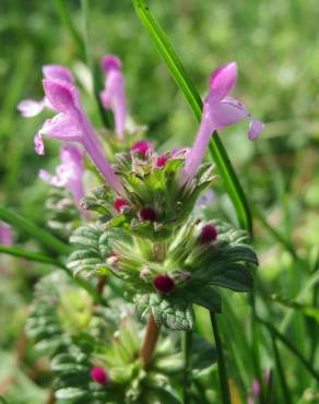 Fotografia 1 da espécie Lamium amplexicaule no Jardim Botânico UTAD