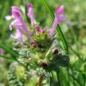 Fotografia 1 da espécie Lamium amplexicaule do Jardim Botânico UTAD