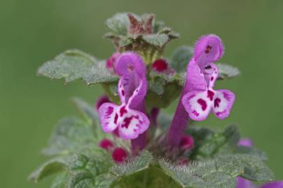 Fotografia da espécie Lamium amplexicaule