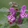 Fotografia 8 da espécie Lamium amplexicaule do Jardim Botânico UTAD