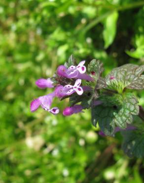 Fotografia 9 da espécie Lamium amplexicaule no Jardim Botânico UTAD