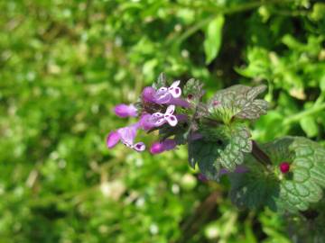 Fotografia da espécie Lamium amplexicaule